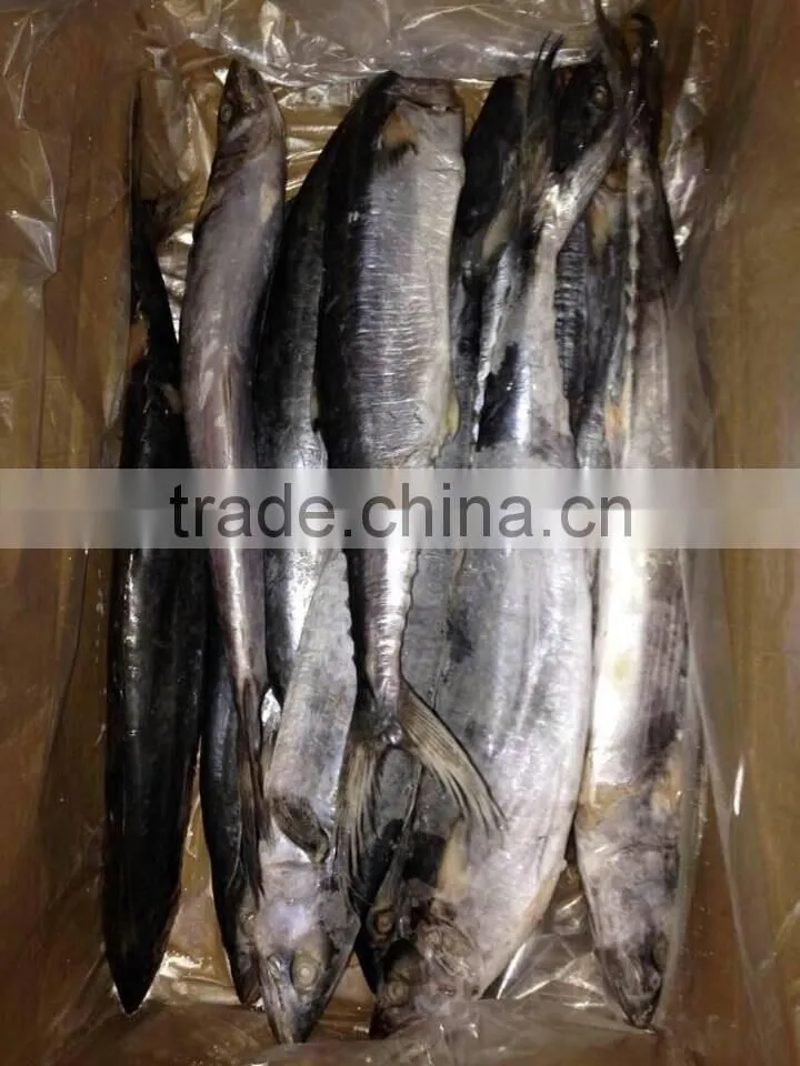 Frozen Spanish Mackerel