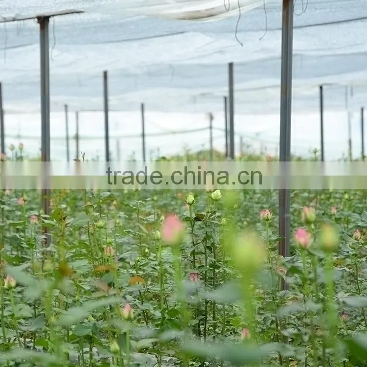 Excellent quality Yellow Crown yellow big rose flower
