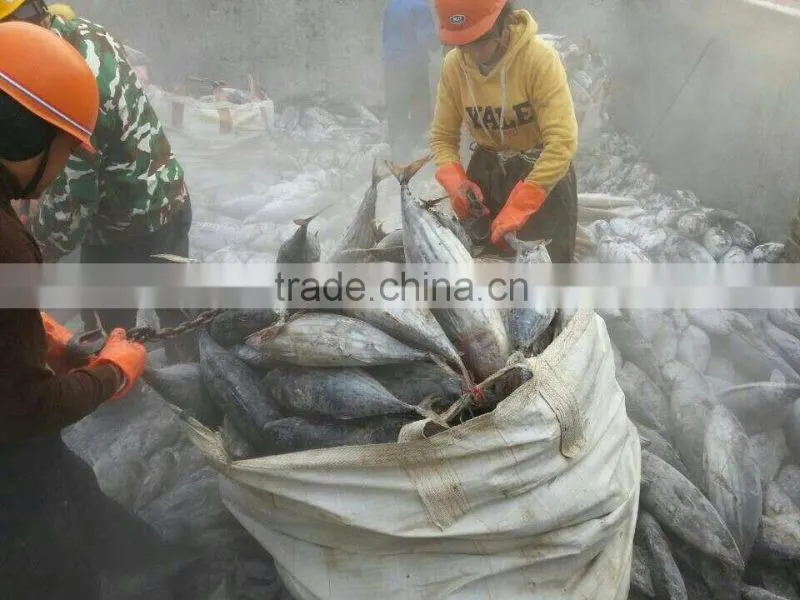 Brine frozen Skip Jack tuna whole round on board