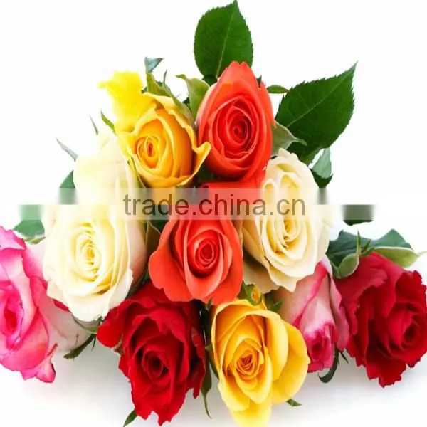 Natural promotional preserved rose flower for home decoration