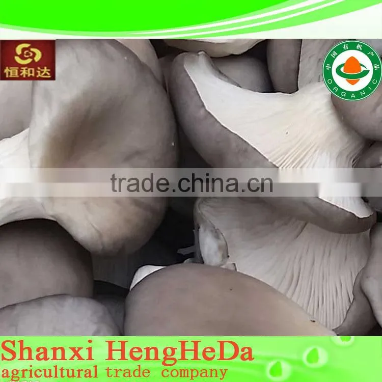 best selling Chinese style fresh mushroom in plastic drums