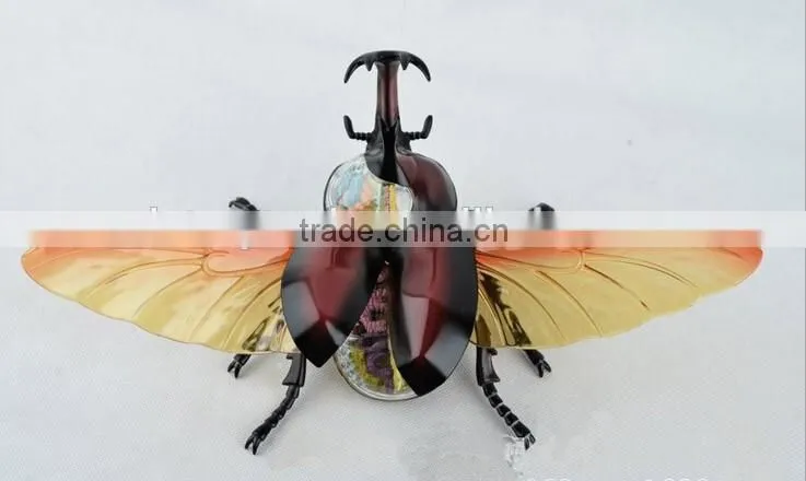 V-AM044 4D MASTER Bifurcated Beetle specimens anatomical model
