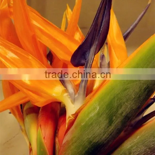 Fresh cut flowers multicolor Bird of Paradise flowers