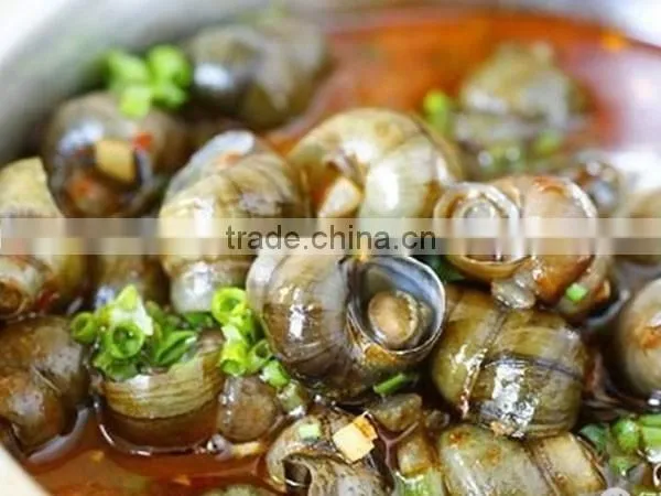 River Snail Field Snail Tail Cutter