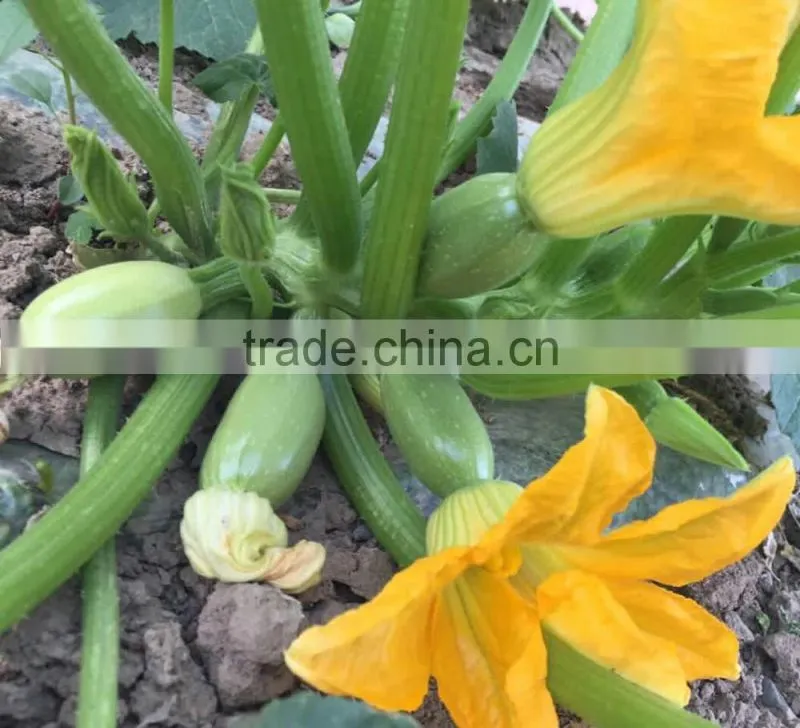 SQ16 Cuty very early maturity baby pick hybrid squash seeds