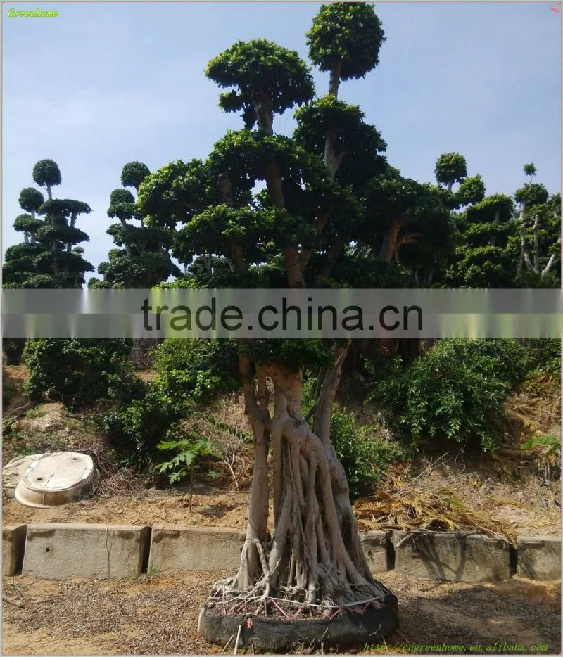 Ficus microcarpa bonsai trees Shaped Bonsai Original root bonsai Ficus
