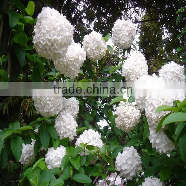high grade hydrangea flower export from the biggest flower trading center in China