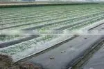 PE plastic film for mulch/greenhouse/construction/packaging