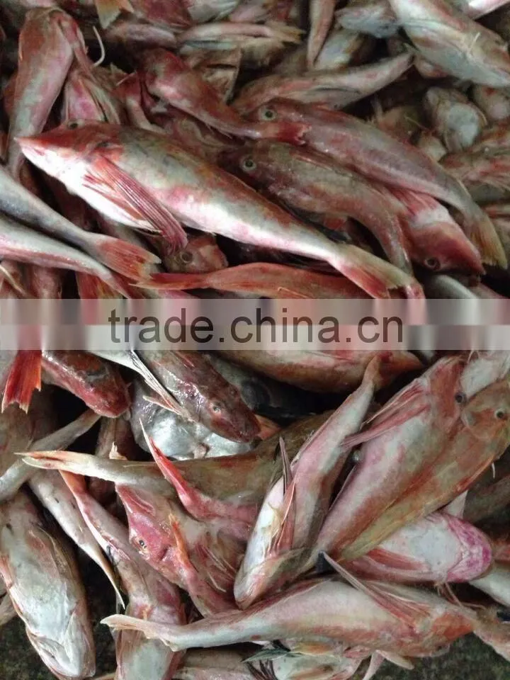 Frozen red gurnard fillets 100-150g Lepidotrigla microptera