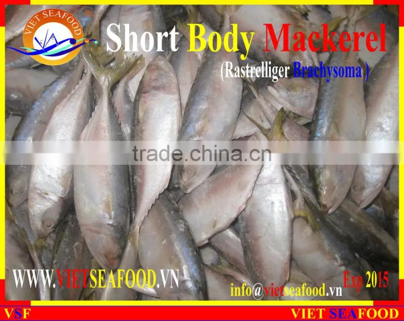 FROZEN SHORT BODY MACKEREL WHOLE ROUND