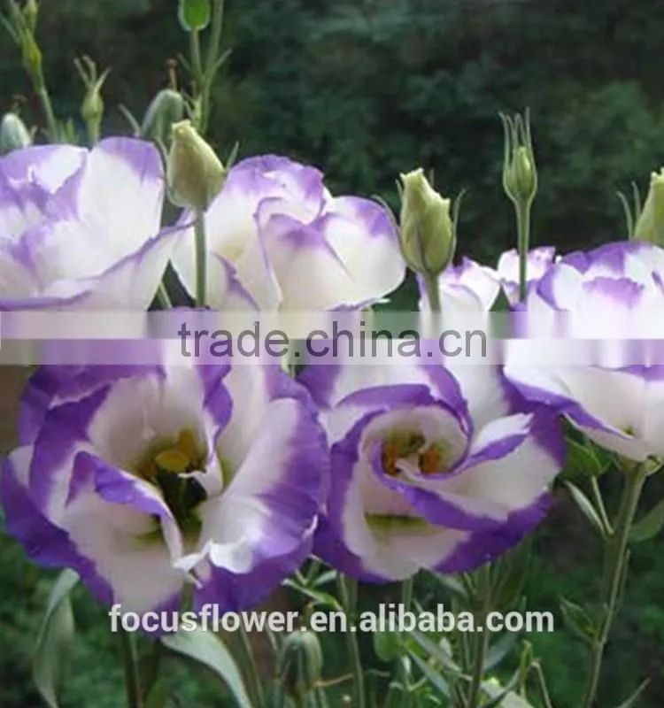 Colorful fresh cut eustoma flowers fresh flowers from China