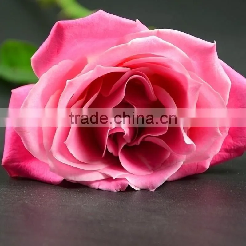 Beautiful Natural Fresh Cut Roses Flower 60-80CM Long Stem From Yunnan,China