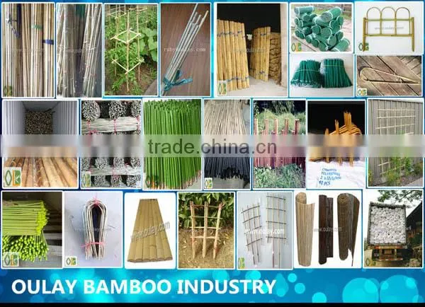 Natural dry bamboo canes poles sticks for gardening SUPPORTING