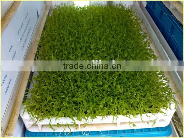 Black Bean Sprouts Making Machine | Green Mung Bean Sprouting Machine
