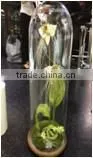 glass domes bell jars