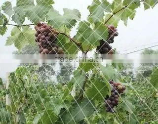 plastic BOP netting as Fruit cage/Anti bird net/Plant protection net