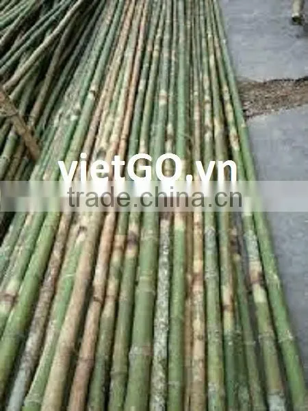 Bamboo Pole