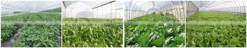 Huminrich Shenyang Deep Irrigation Rapid Absorption By Plants Potassium Humate Manufacturers