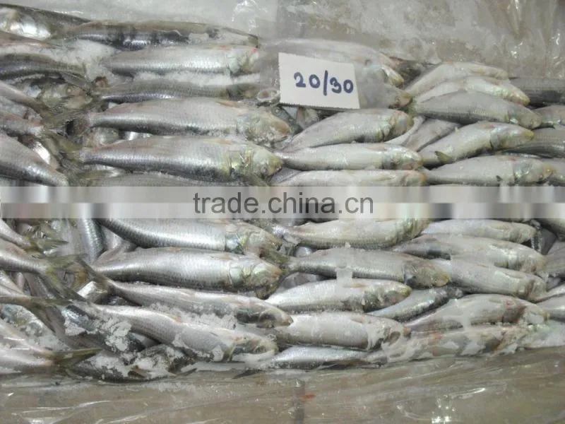 FROZEN SARDINE WHOLE ROUND