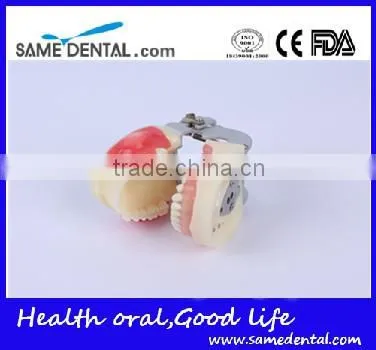 Abscess and tooth preparation model school teaching demonstration