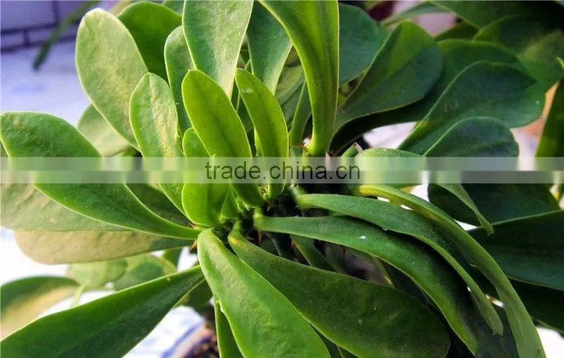 Euphorbia Neriifolia L. var. Cristata Bonsai, Pot Plant, succulent plant