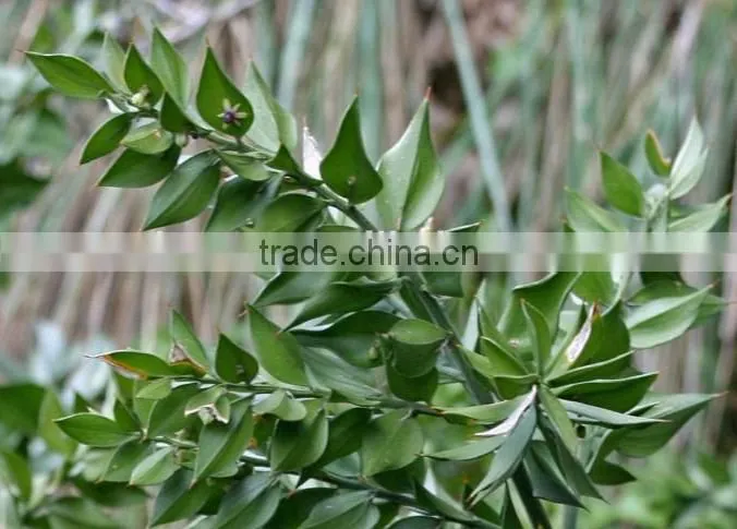 Butcher's Broom Root Extract Ruscus Aculeatus Root Extract
