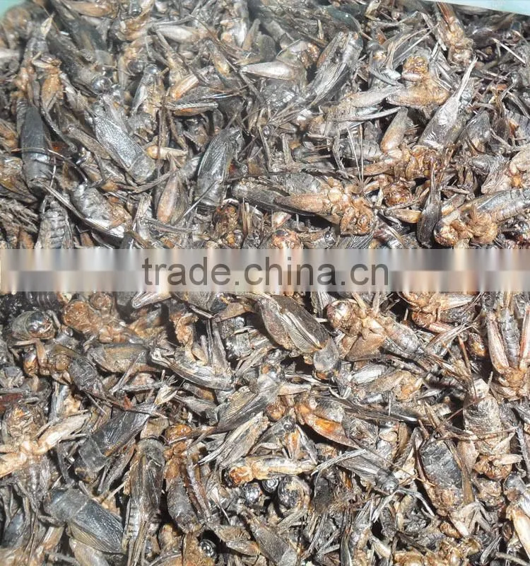 high protein dry crickets for bird food