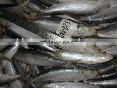 Land Frozen Whole price frozen sardine for Biat from China 120 -140 pcs