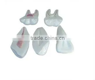 Transparent baby teeth model