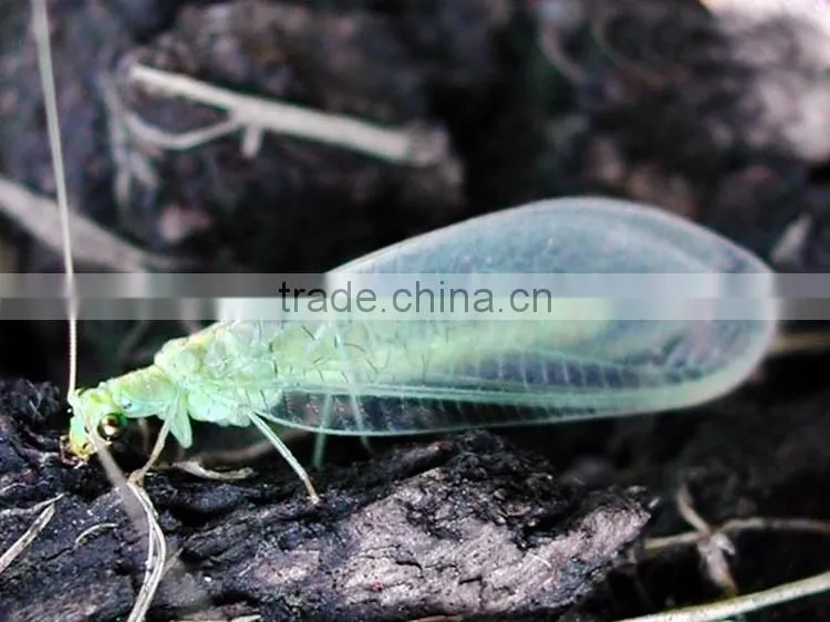 Animatronic insects, fiberglass insects, simulation insects