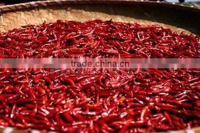 Dry red hot chilli