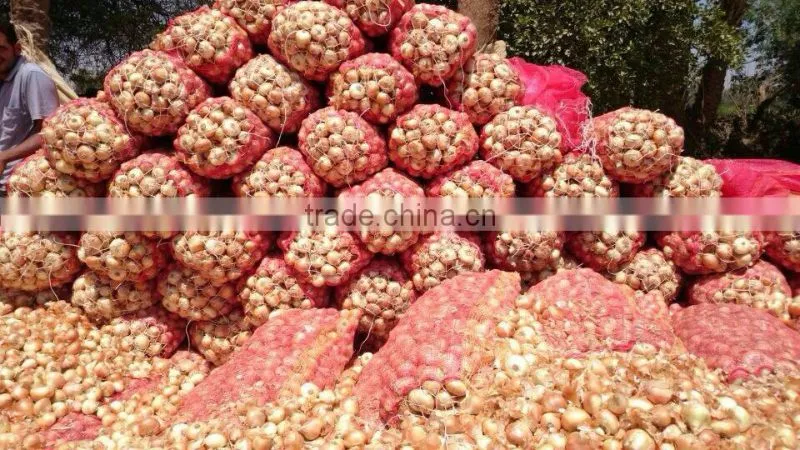 Fresh Onion From Egypt