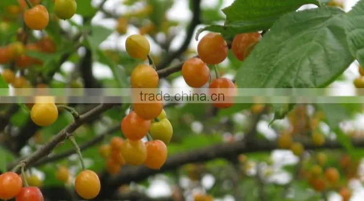 Cherry tree seedling