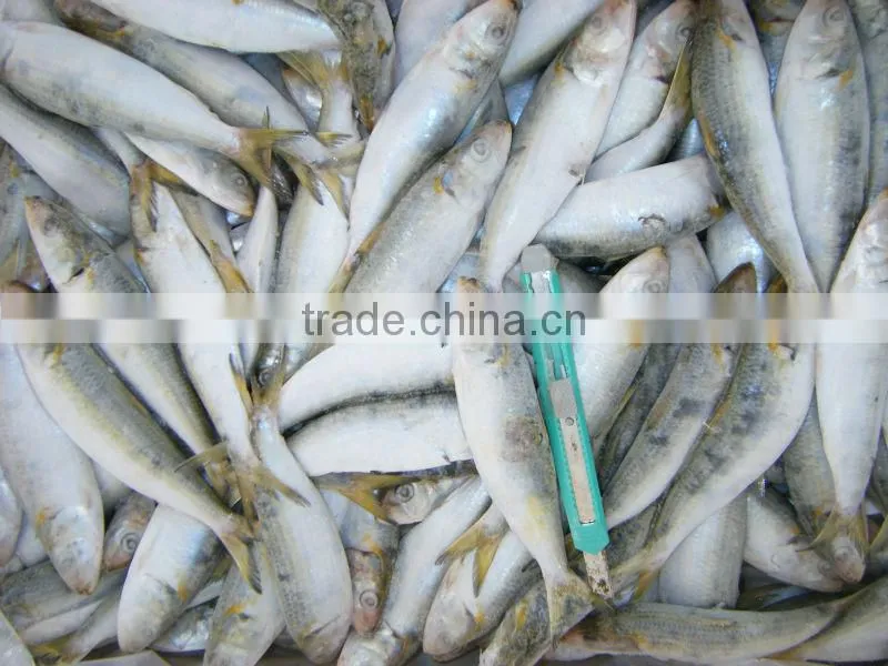Frozen Wholesale Sardine Fish