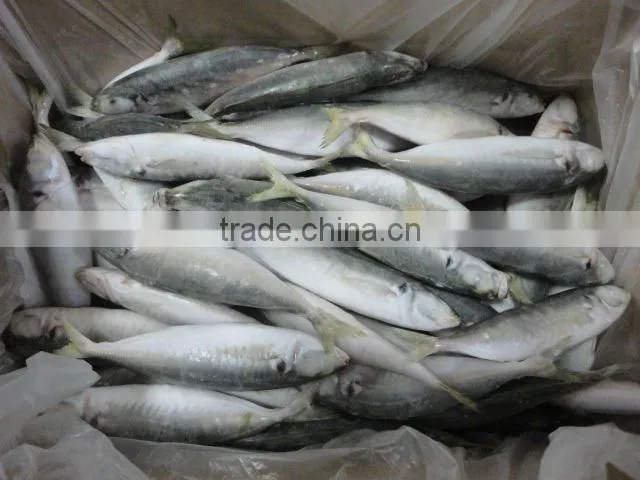 frozen mackerel whole round