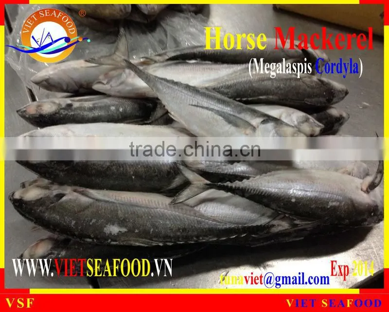 FROZEN W/R HORSE MACKEREL