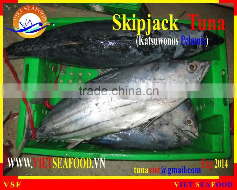 FROZEN W/R SKIPJACK TUNA