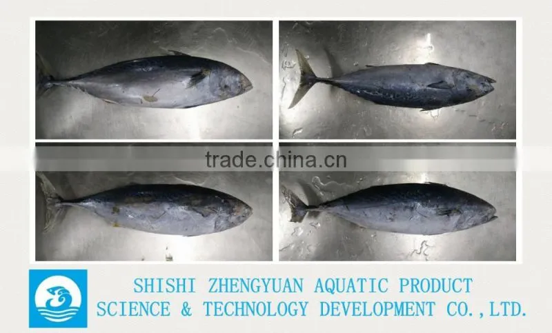 Frozen Bonito Frozen Tuna Fish