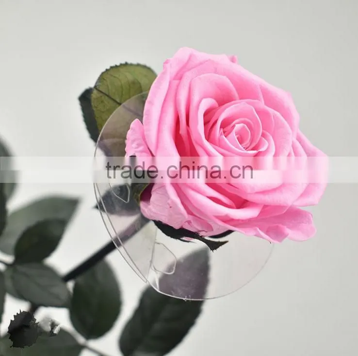 Fresh Cut Flowers Roses Long Lasting Big Rose Flower With Stem