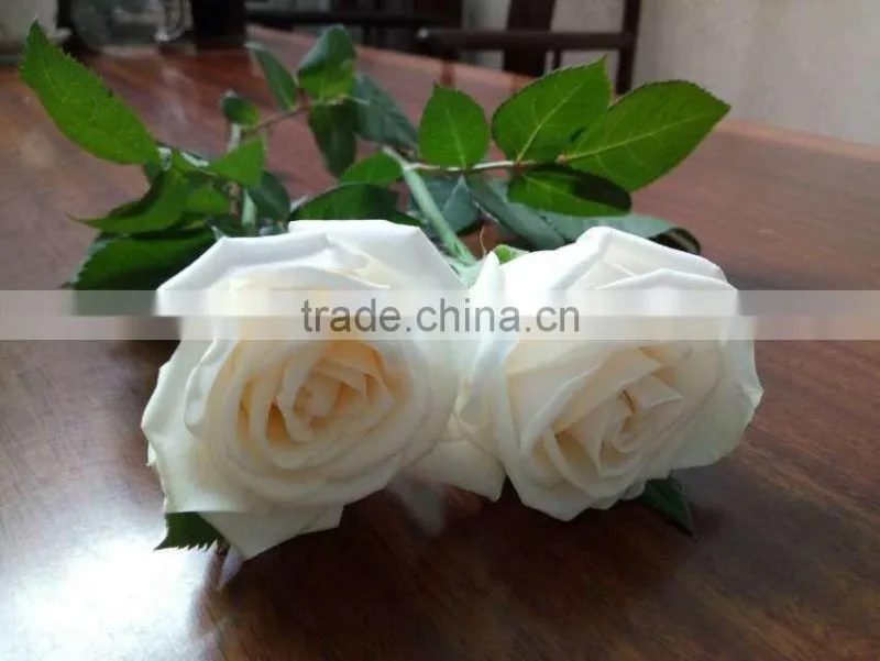 Supply Fresh Cut Flower Hot Sale 20 Stems/Bundle White Rose Wholesale From Yunnan,China