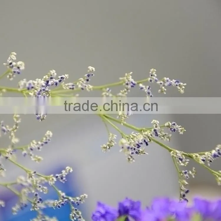 Good quality manufacture limonium