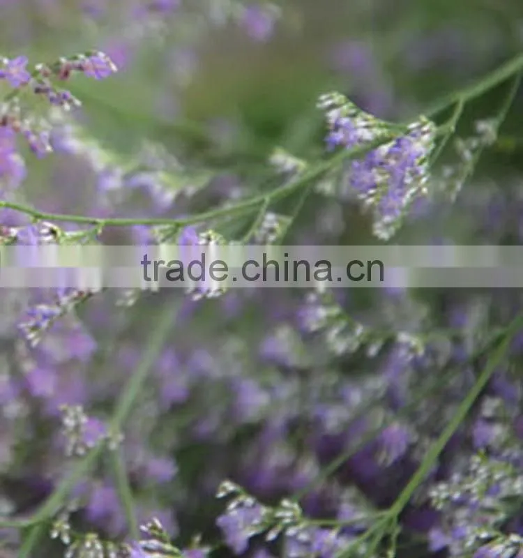 Quality best sell purple limonium flower decoration