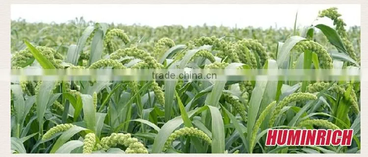 FAQ 23--How To Use Huminrich NPK Fertilizer For Millet?