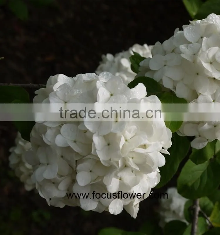 Wholesale Hydrangea Flowers For Wedding Flower Stand For Wedding