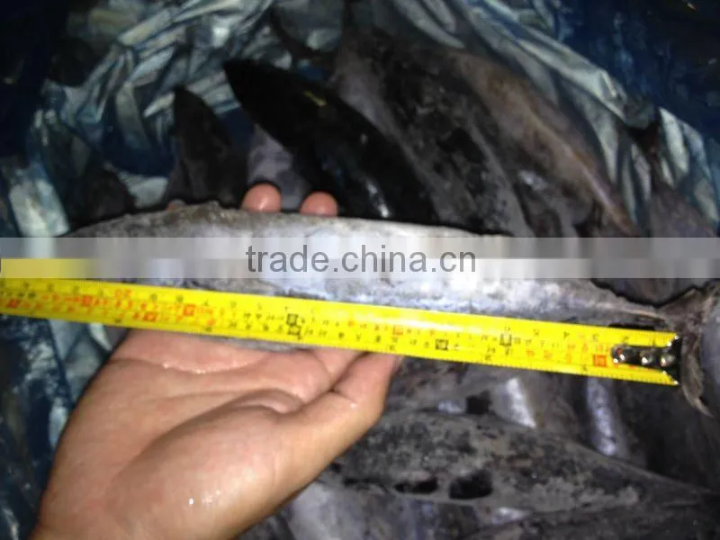 frozen bonito skipjack IQF