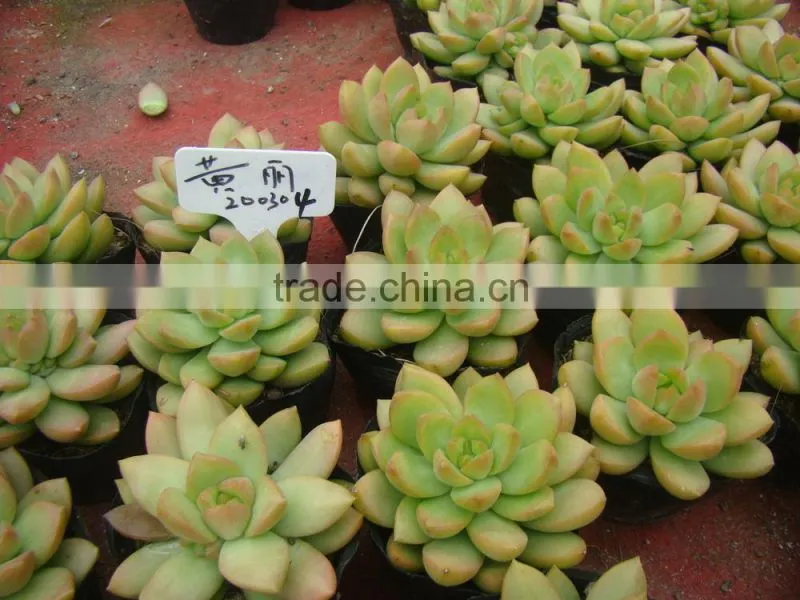 succulent plants