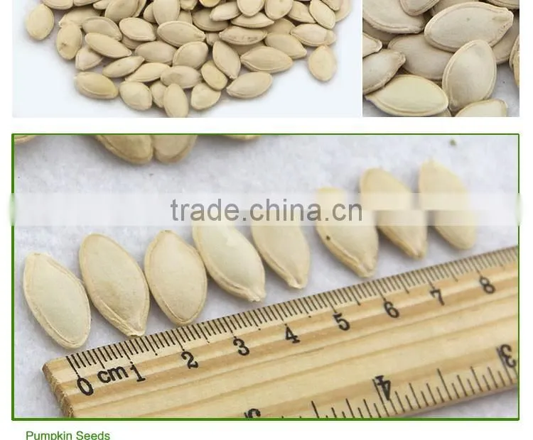 wholesale edible white pumpkin seed price