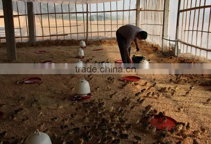 wholesale chicken feeder/automatic feeder for chicken cheap on sale