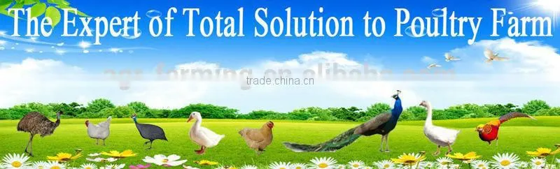 Automatic Poultry Feeder&broiler feed pan for chicken