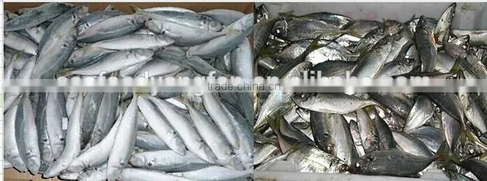 Marine Fresh Frozen Horse mackerel fish